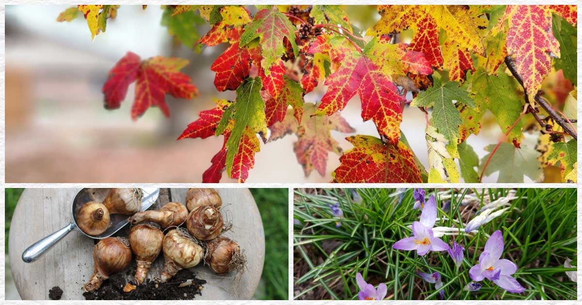 The best autumn tasks for spring gardens ever