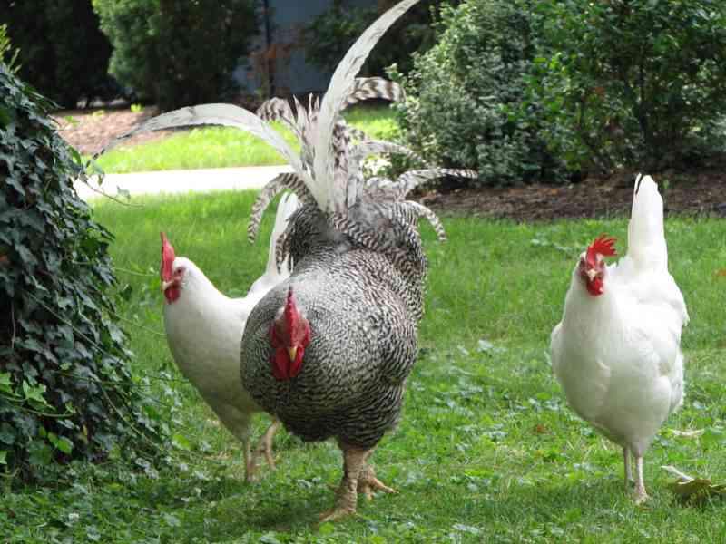The perfect ground cover for chicken runs