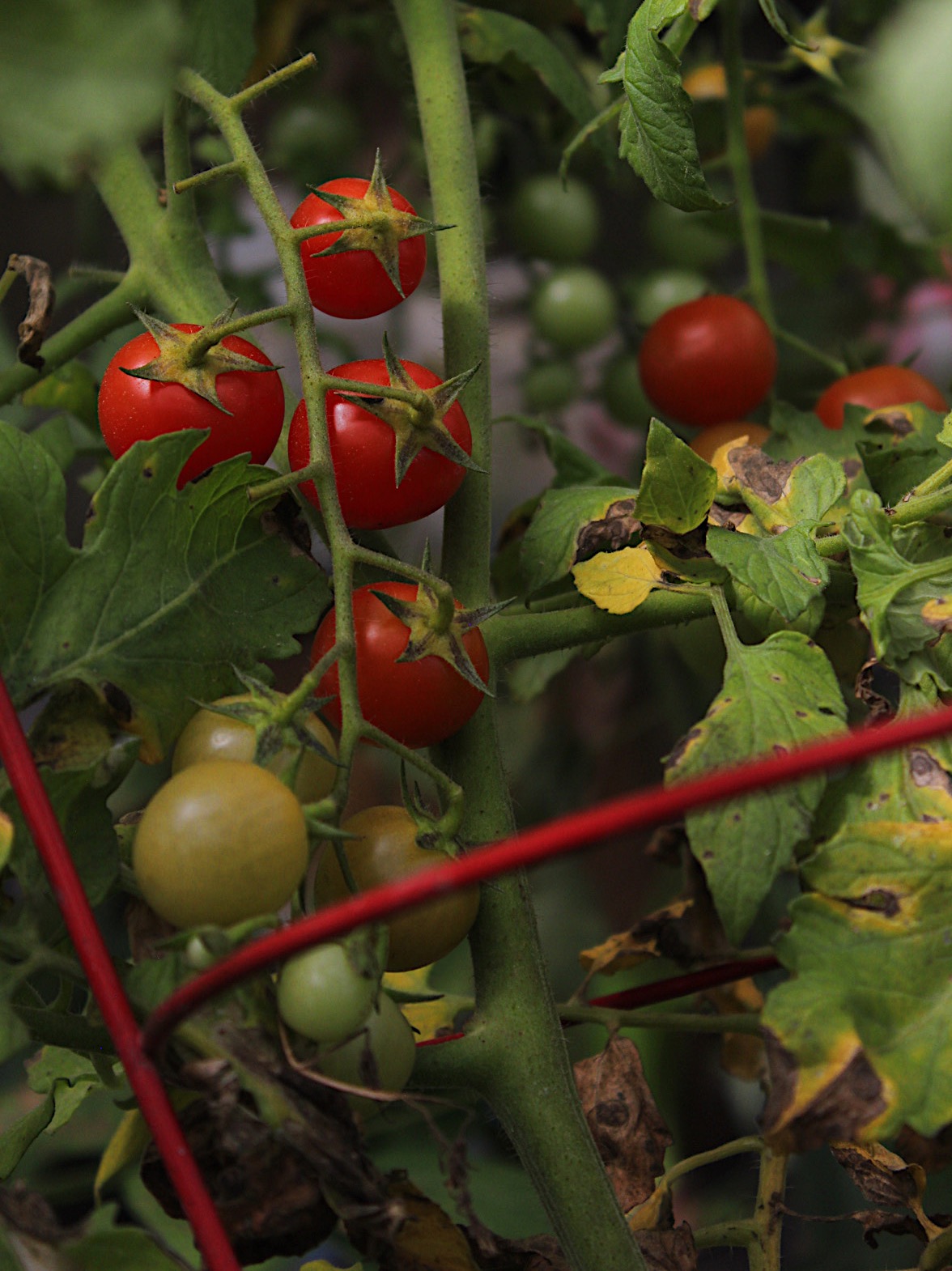 Tomato lovers' journey: varieties, victory and trials in the garden