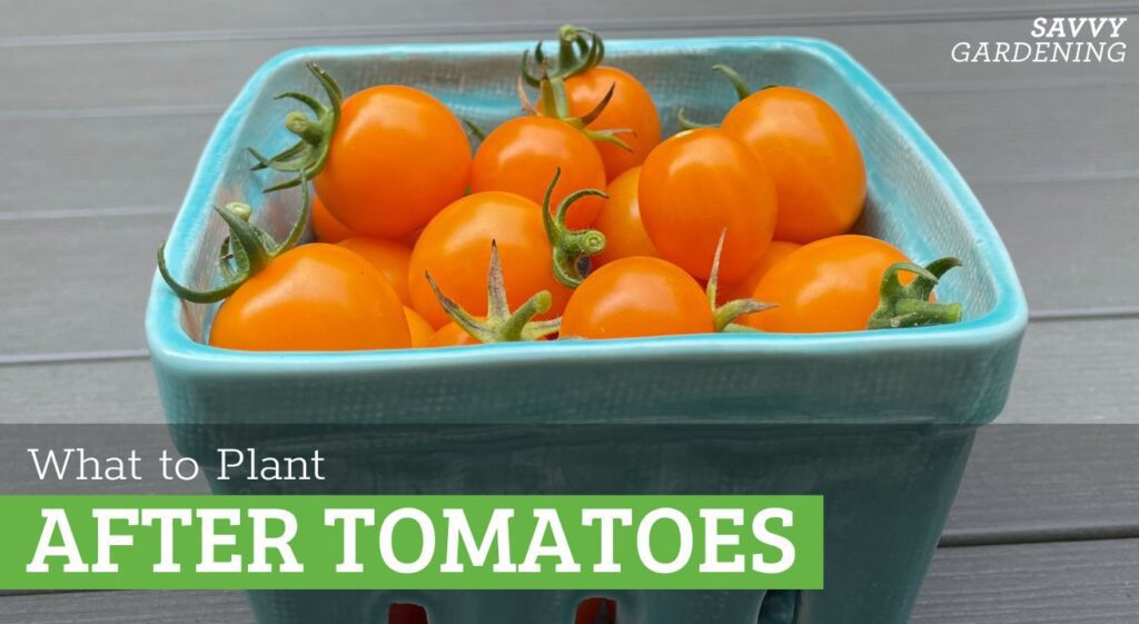 What to plant after tomatoes: Cover inheritance planting and crop suggestions