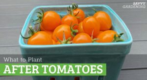 What to plant after tomatoes: Cover inheritance planting and crop suggestions
