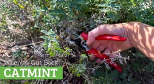 When to reduce cat mint and how to do it correctly: 3 options
