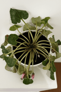 Why are my cyclamen plants drooping? How to fix it?