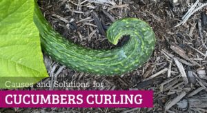 Why is my cucumber curling? Common causes and solutions