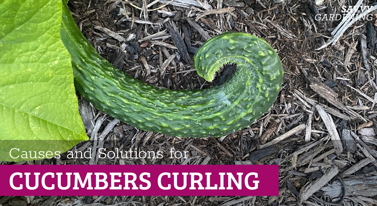 Why is my cucumber curling? Common causes and solutions