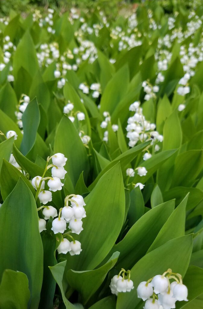 13 Cute plants you may not know are invasive