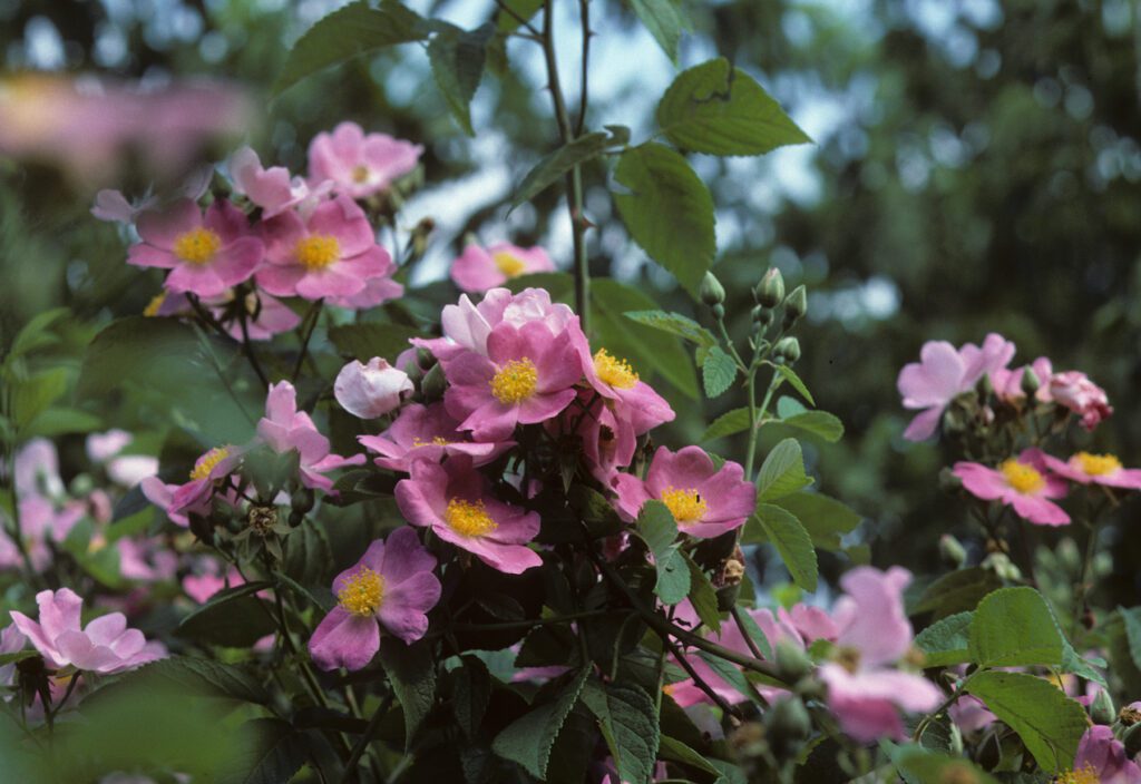 8 Favorites: Native Roses