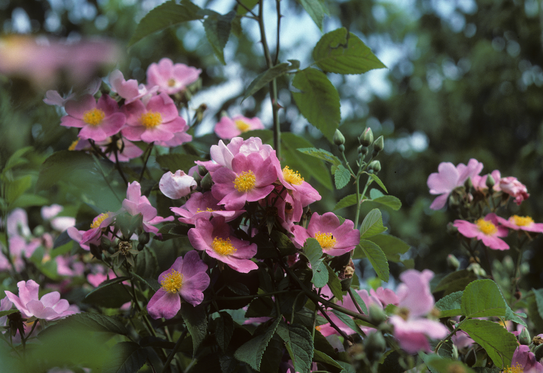 8 Favorites: Native Roses