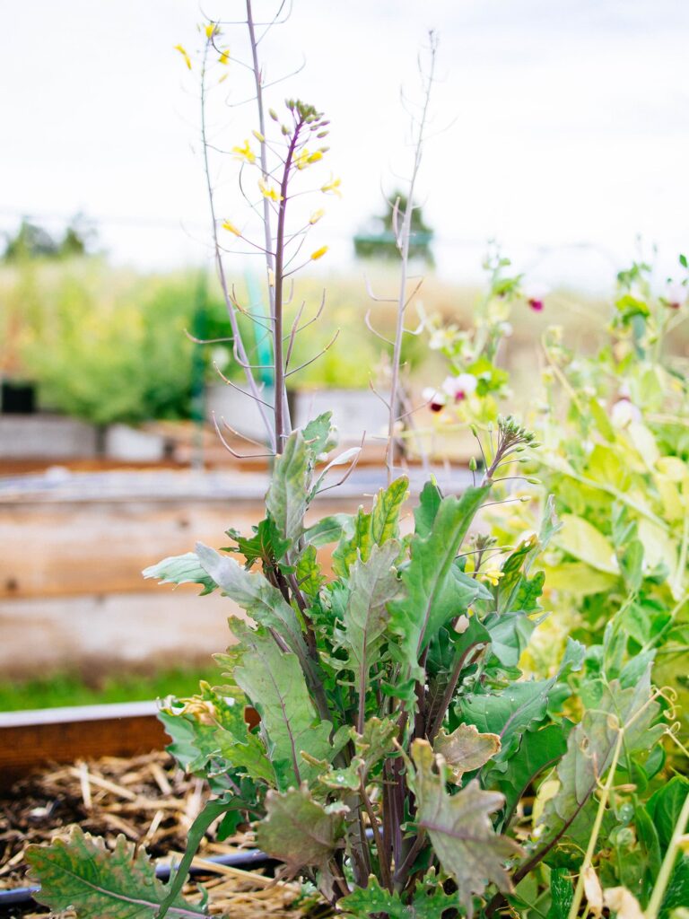 8 tips to stop vegetables from bolting this summer