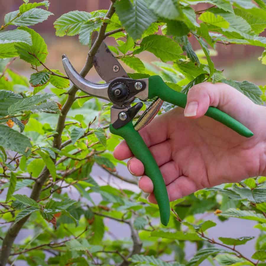 A dull pruner that kills your plants? This kitchen drawer hack changes everything