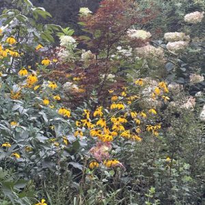 August, Carla's Pennsylvania Garden, Part 1