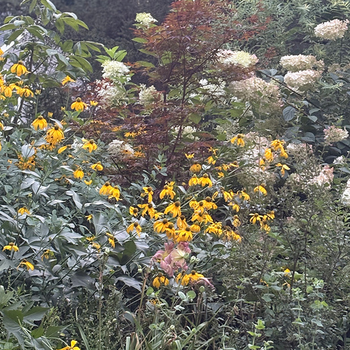 August, Carla's Pennsylvania Garden, Part 1