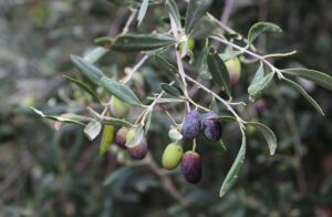 Autumn recipe: How to make oil-hardened olives