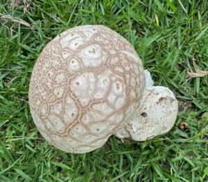 Big puffball
