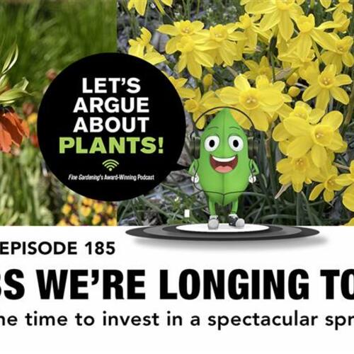 Episode 185: The bulbs we want to buy