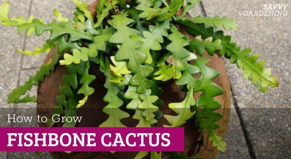 Fishbone Cactus: How to Grow and Care for This Unique Ornamental Plant
