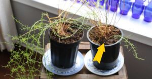 Five common houseplant myths are true, but not