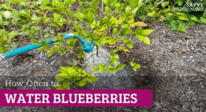 Frequency of watering blueberry plants