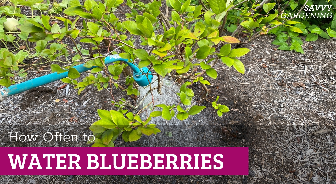 Frequency of watering blueberry plants