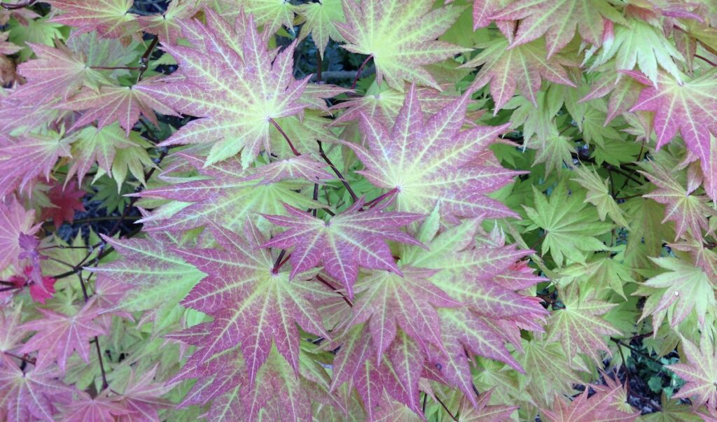 How to Propagate Japanese Maples: 3 Ways to Try