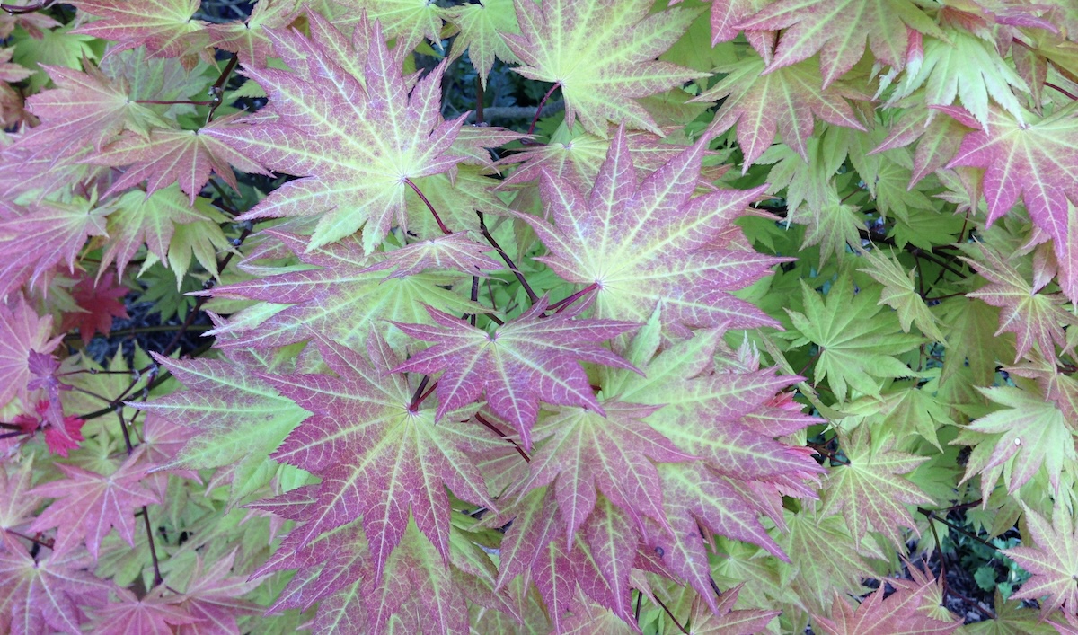 How to Propagate Japanese Maples: 3 Ways to Try