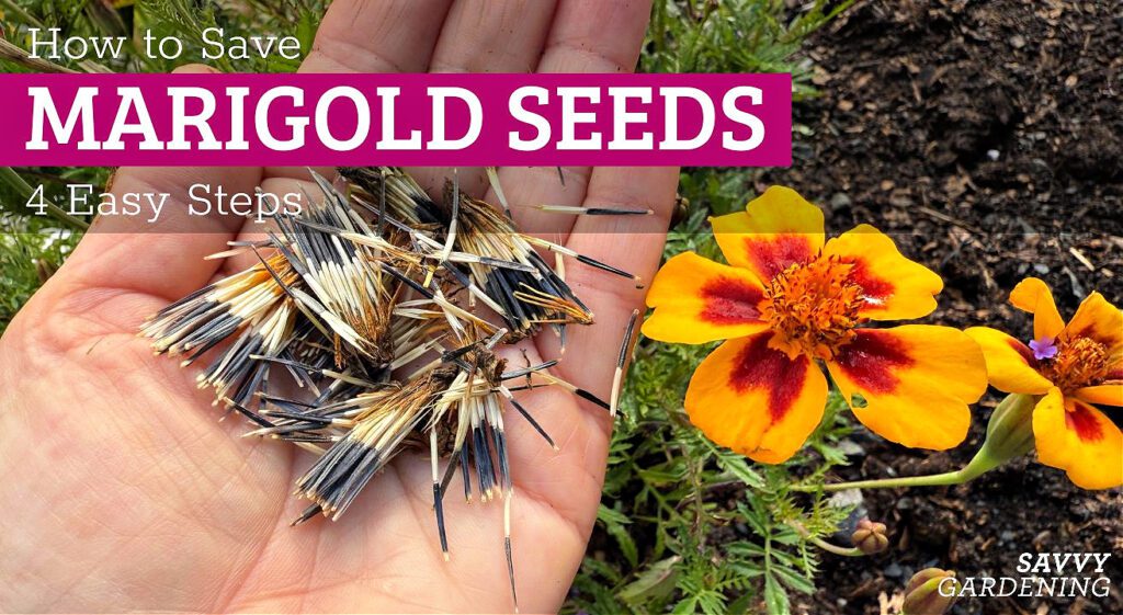 How to Save Marigold Seeds: 4 Easy Steps to Success