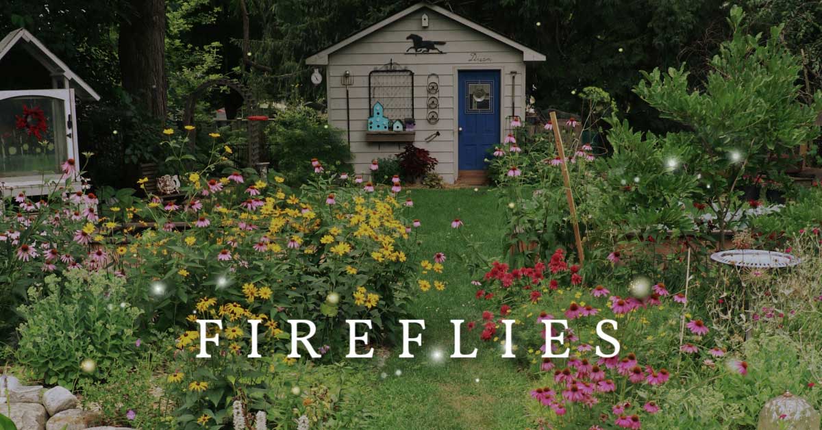 How to attract fireflies (it starts with soil in your garden)