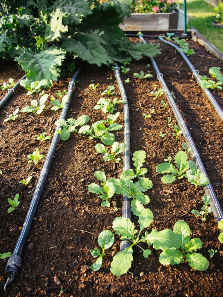 How to use Persephone Day to grow a thriving winter garden
