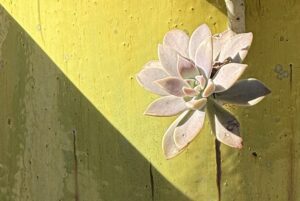 I'm talking about native plant design on a growing green podcast