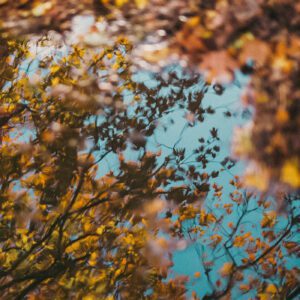Insight Time with Joseph Goldstein - EP. 252 - Equality: the Direct Path to Liberation