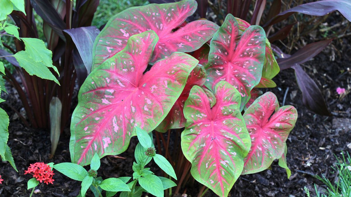 Is caradium a perennial? Tips for saving caradium