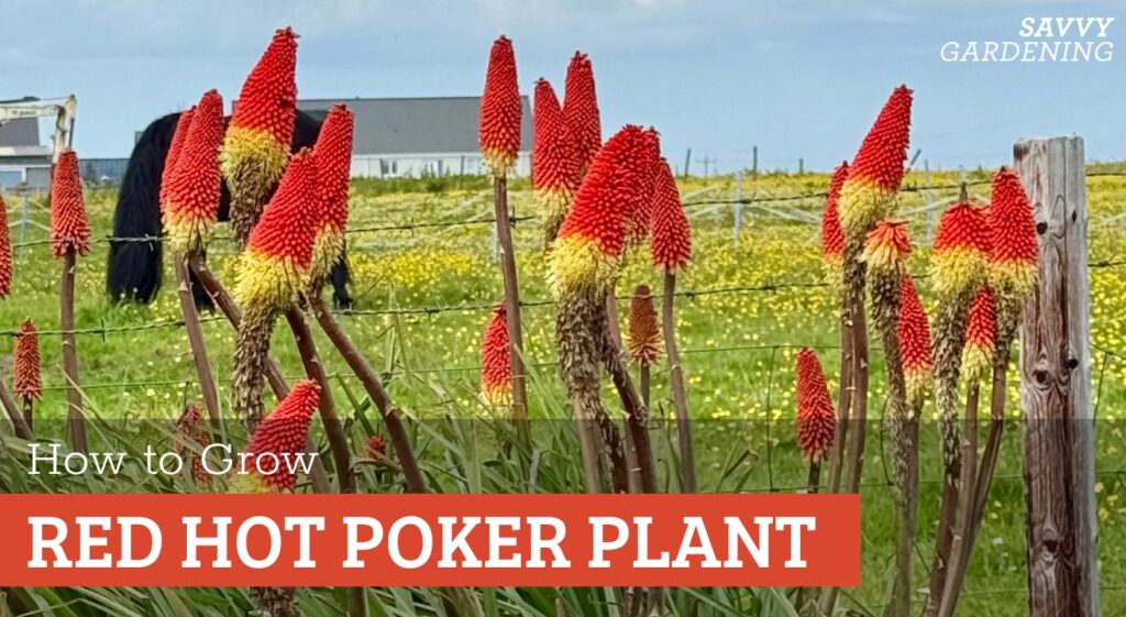 Red Hot Poker Plant Care: A Complete Guide