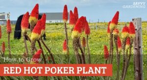 Red Hot Poker Plant Care: A Complete Guide
