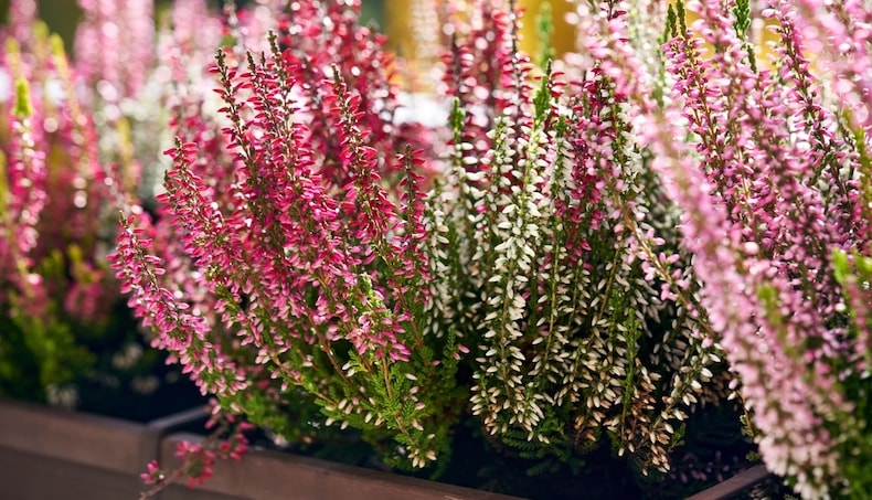 Seven plants to brighten your balcony this winter