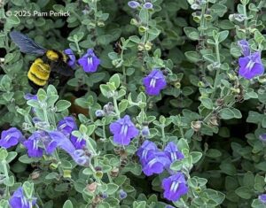 Skullcap Polinators, Pests, Plus Oxblood Lilies