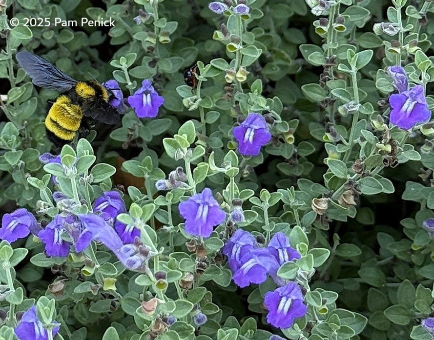 Skullcap Polinators, Pests, Plus Oxblood Lilies