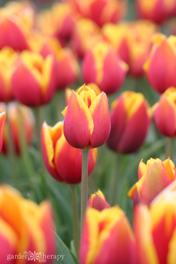 The Unknown World of Tulips: Types of Tulips Growing in your Garden