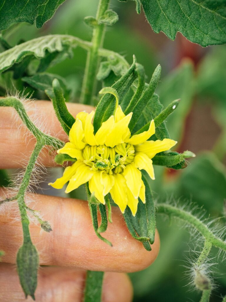 Tomato Megger Bloom: How and Why do these Mutant Flowers occur?