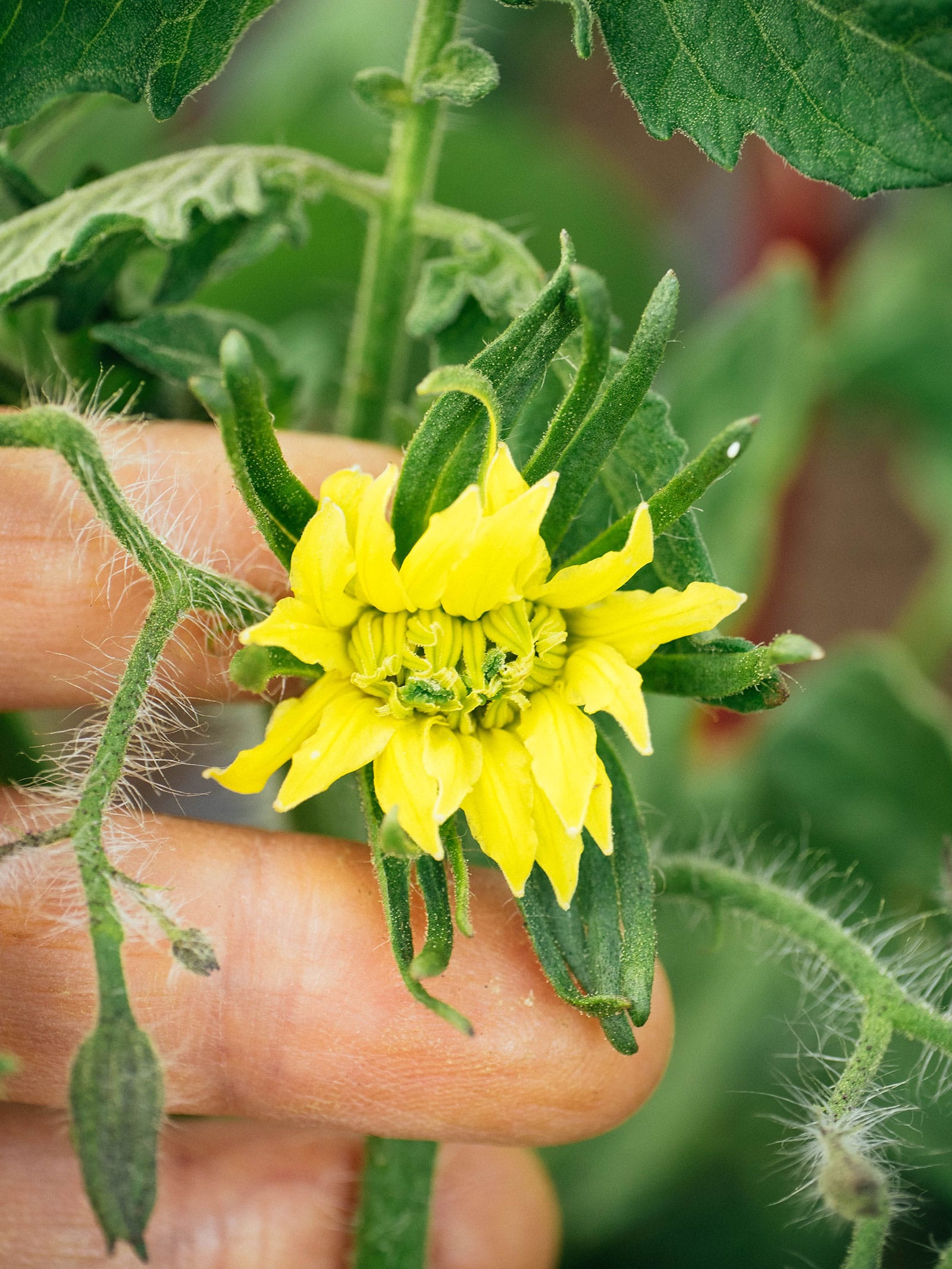 Tomato Megger Bloom: How and Why do these Mutant Flowers occur?