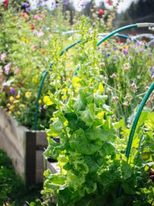 What to do with bolted lettuce (yes, you can eat it)