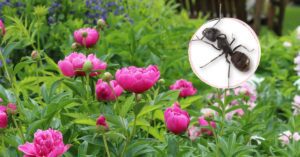 Why garden ants aren't the problem (and actually help)