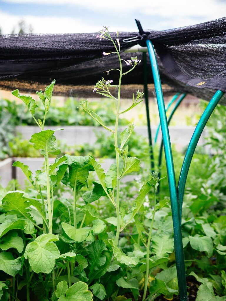 Why your vegetables are bolted (and why it's not all bad)