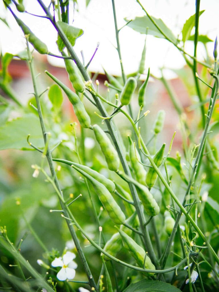 You can eat seed pods with your radish plants - here is the way