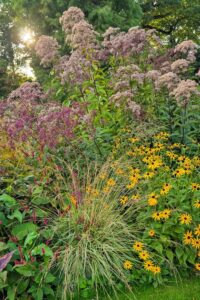 12 Autumn Perennials for 12 Sun and Shade: Resilient Border Ideas from Beschat Head Gardener