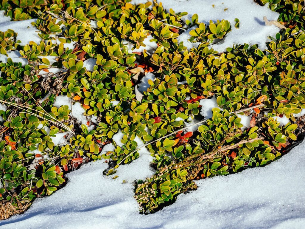 6 durable ground covers that stay green all winter long