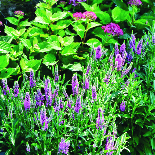 Best long blue perennial plants for the sun in the Midwest