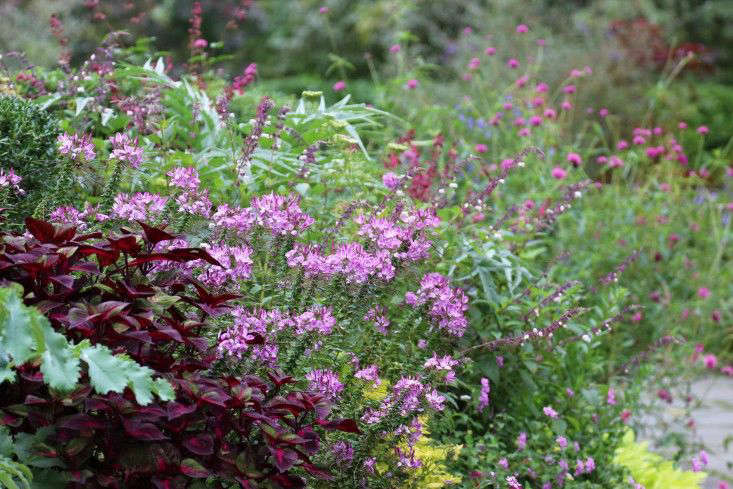 Color Theory: 10 Perfect Plant Combinations for Autumn