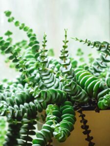 Easy care guide for Crassula Perforata (row of buttons)