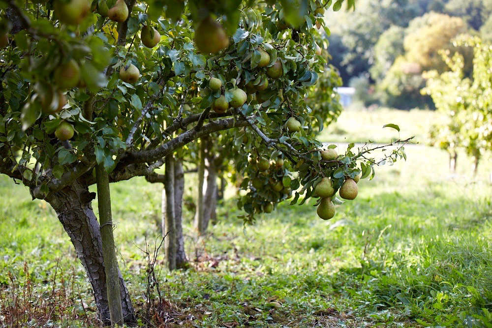 Fall gardening tip: Plant bare-root fruit trees. Here's how