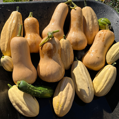 Harvest from Barbara's front garden